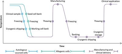 Cryopreservation as a Key Element in the Successful Delivery of Cell-Based Therapies—A Review